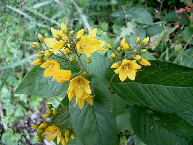 Lysimachia vulgaris